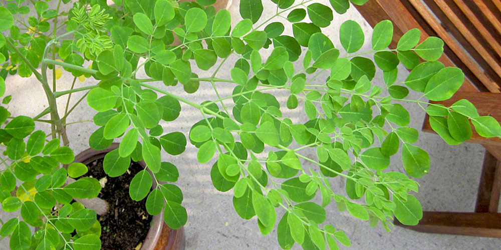 Moringa Baum Pflanze